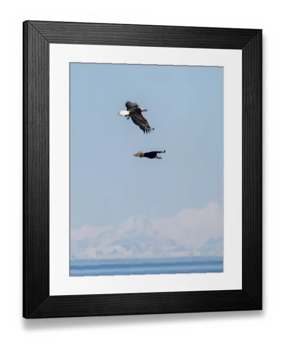 Framed Print : Two bald eagles (Haliaeetus leucocephalus) in flight Framed Print : Two bald eagles (Haliaeetus leucocephalus) in flight