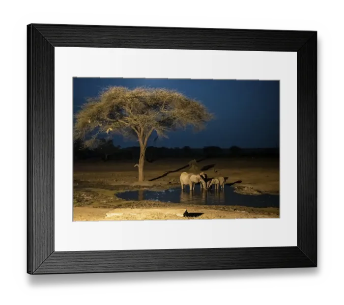 Framed Print : Waterhole at night, African elephants drinking
