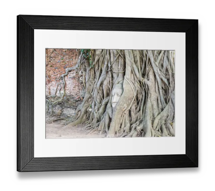Framed Print : Head parts ruins of ancient buddha statue were covered up the roots of a banyan tree on the old wall at Wat Phra