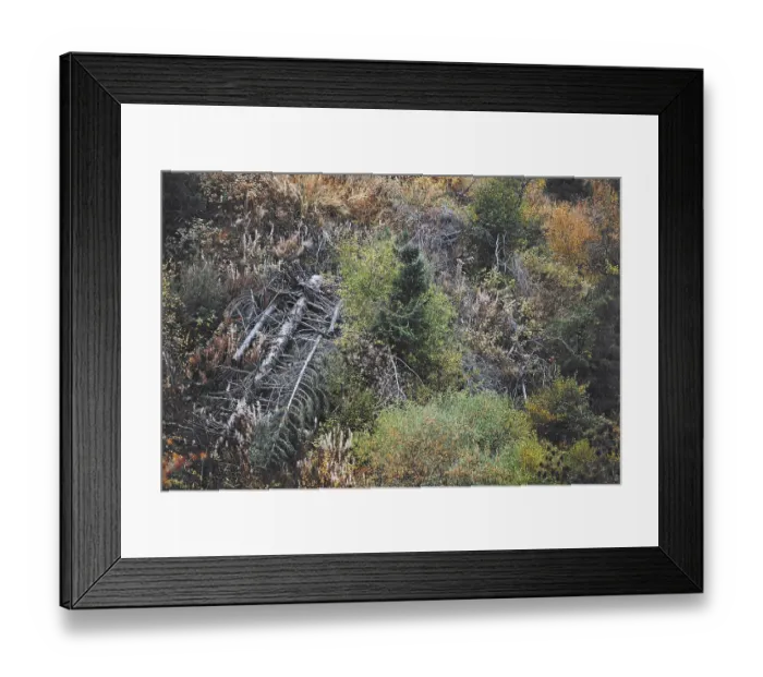 Framed Print : Forest with dead trees. Horizontal photo