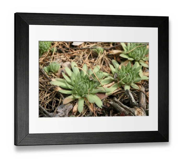 Framed Print : Green plant growing in the coniferous forest close-up photo Framed Print : Green plant growing in the coniferous forest close-up photo