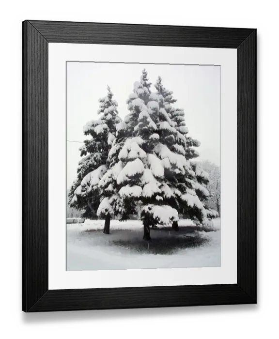 Framed Print : Snow-covered fir trees in winter forest