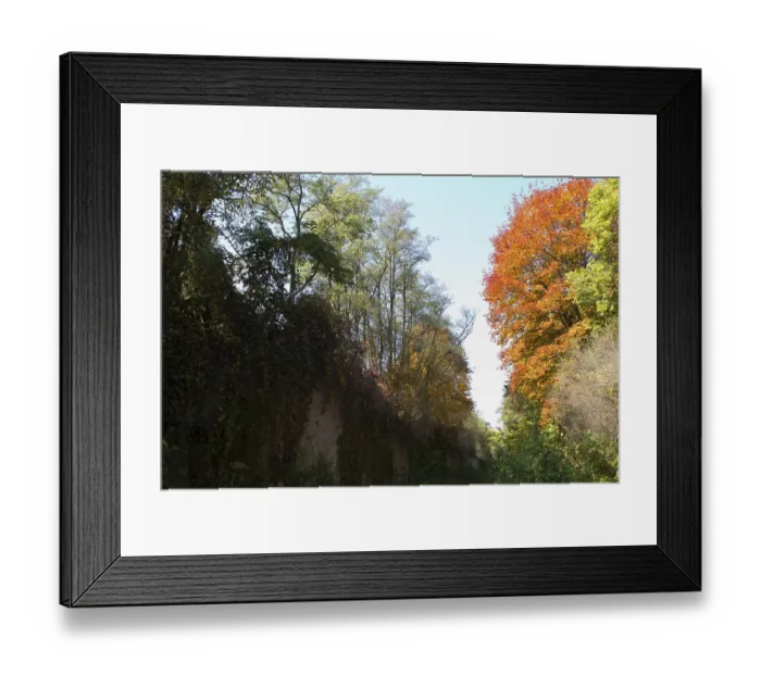 Framed Print : Colorful leaves on the trees against the blue sky autumn forest