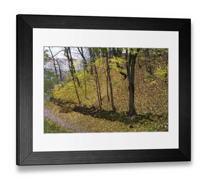 Framed Print : Colorful leaves on the trees against the blue sky autumn forest Framed Print : Colorful leaves on the trees against the blue sky autumn forest