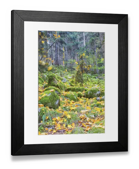 Framed Print : Colorful leaves on the trees against the blue sky autumn forest Framed Print : Colorful leaves on the trees against the blue sky autumn forest