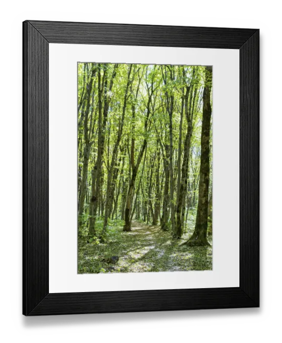 Framed Print : Colorful leaves on the trees against the blue sky autumn forest