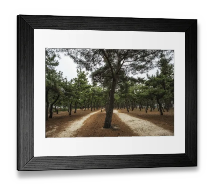 Framed Print : Pine tree forest in gangneung, south korea Framed Print : Pine tree forest in gangneung, south korea