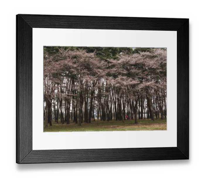 Framed Print : Cherry blossom in pine tree forest in gangneung Framed Print : Cherry blossom in pine tree forest in gangneung