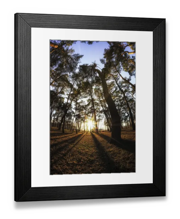 Framed Print : Gangneung pine tree forest taken during sunset