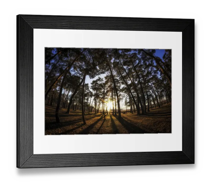Framed Print : Gangneung pine tree forest taken during sunset
