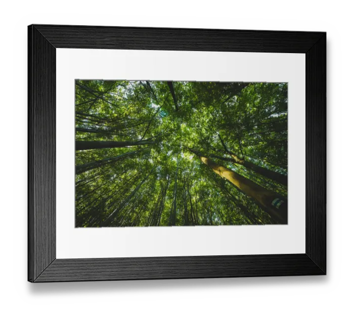 Framed Print : Trees in the forest seen from below Framed Print : Trees in the forest seen from below