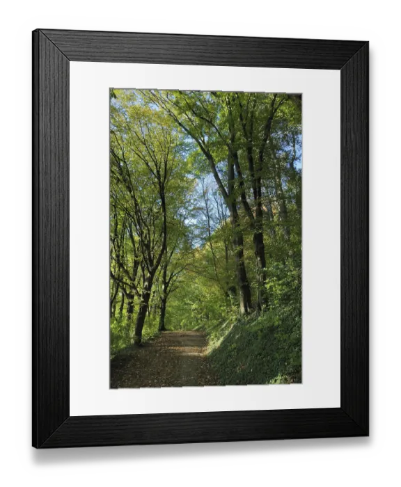 Framed Print : A peaceful forest path surrounded by tall trees with green foliage and dappled sunlightTree in autumn colors in France