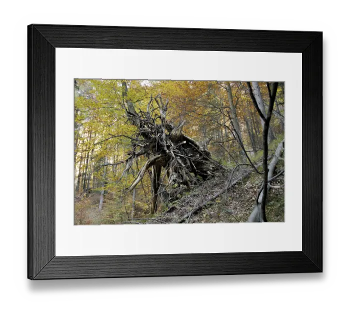 Framed Print : Roots of a fallen tree in a forest