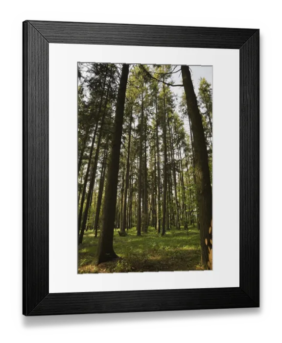 Framed Print : Forest of tall evergreen trees in spring Framed Print : Forest of tall evergreen trees in spring