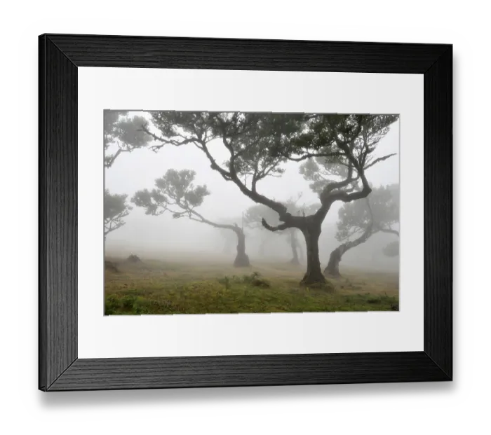 Framed Print : Old laurel forest or Laurissilva Forest