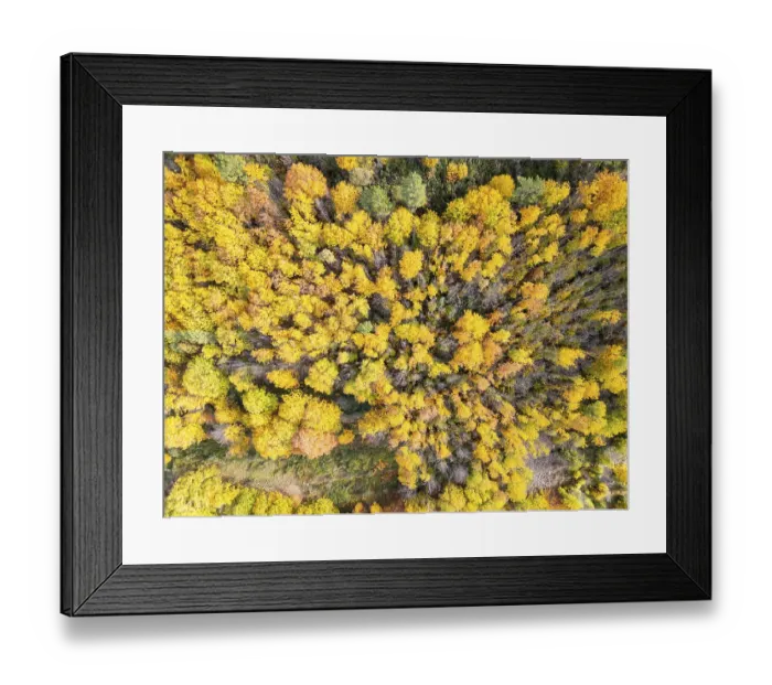 Framed Print : Sao Lourenco Woods in Autumn. Yellow Beech Trees
