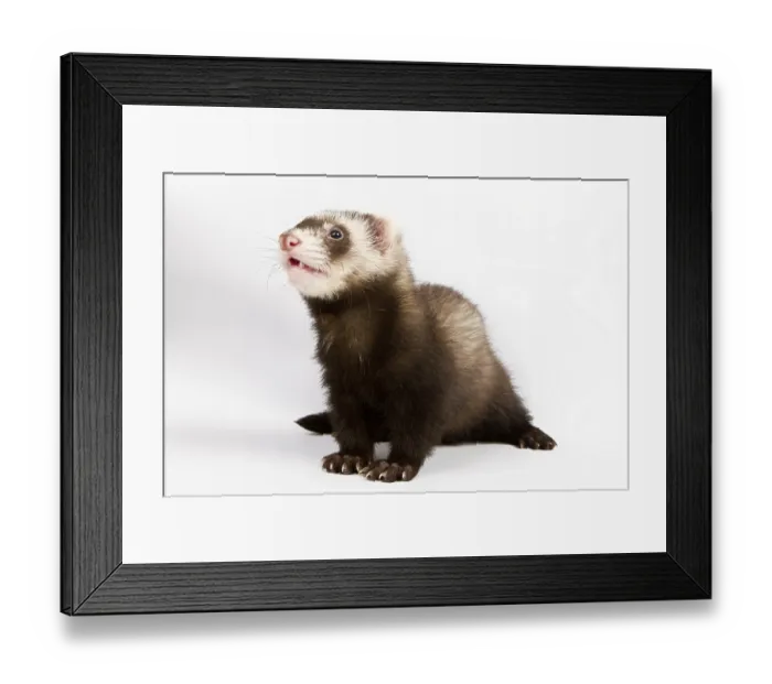 Framed Print : Ferret sitting and looking away in front of white background