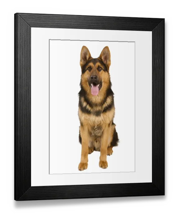 Framed Print : German Shepherd lying in front