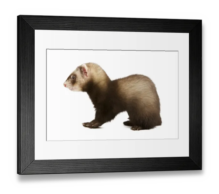 Framed Print : Ferret sitting and looking away in front of white background