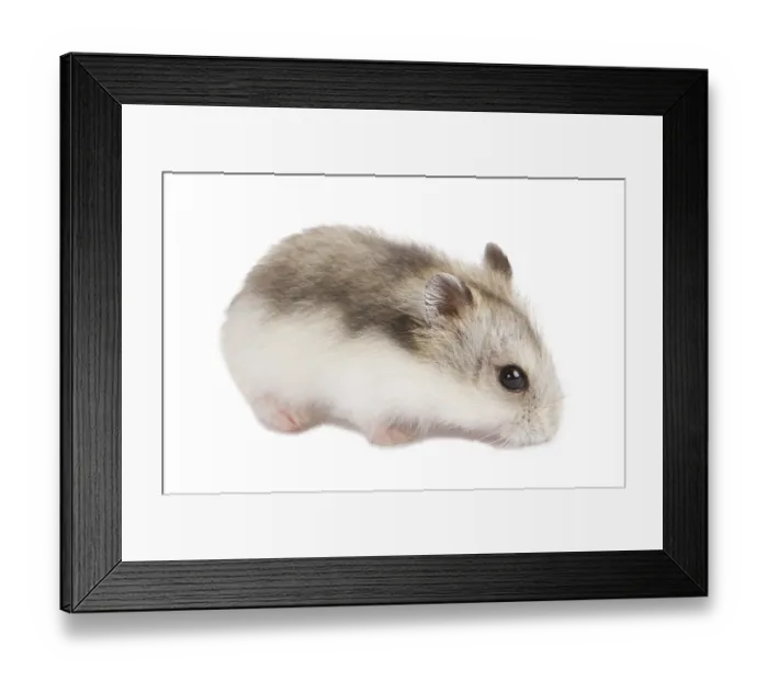 Framed Print : Djungarian Hamster (Phodopus sungorus) baby isolated on white Framed Print : Djungarian Hamster (Phodopus sungorus) baby isolated on white