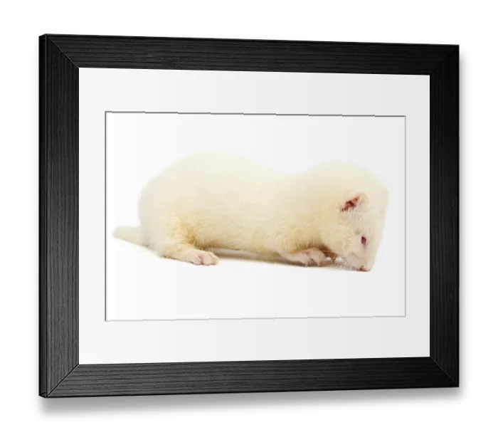 Framed Print : Albino ferret, lying on a white background Isolated on white background
