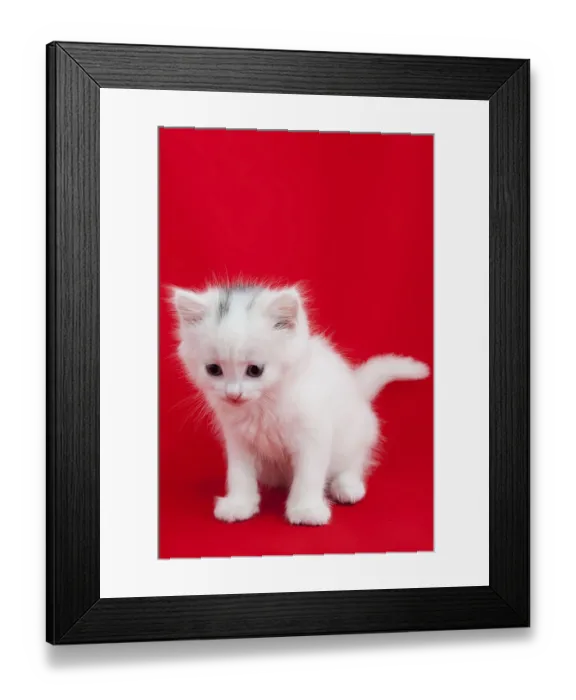 Framed Print : White domestic cat laying down on a red background Framed Print : White domestic cat laying down on a red background