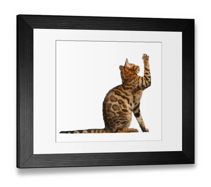 Framed Print : Bengal cat sitsand raising up paw on white background