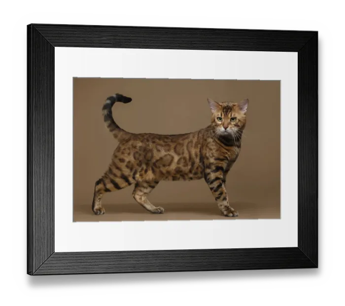 Framed Print : Beautiful Bengal Cat Stands on Brown background