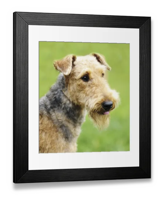 Framed Print : Airedale Terrier outdoors portrait over blurry background