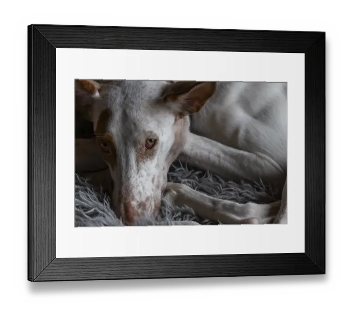 Framed Print : A large white dog with brown spots Framed Print : A large white dog with brown spots