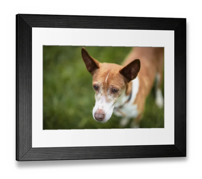 Framed Print : Brown dog, Podenco, expressing peacefully in the countryside