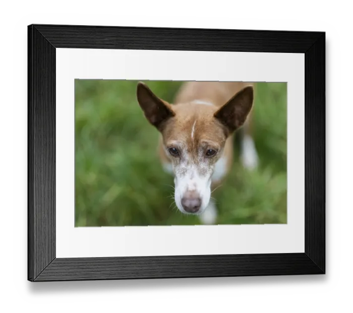 Framed Print : Brown dog, Podenco, looks thoughtful in the lawn