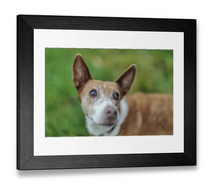 Framed Print : A dog, Podenco, with brown fur and big eyes looking at the surrounding countryside Framed Print : A dog, Podenco, with brown fur and big eyes looking at the surrounding countryside