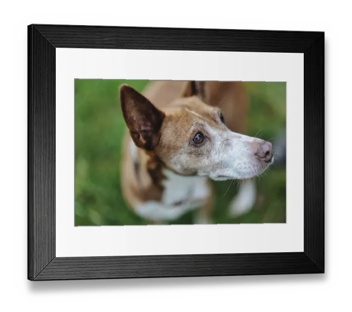 Framed Print : An interested dog, Podenco, with brown fur and a white throat in natural surroundings