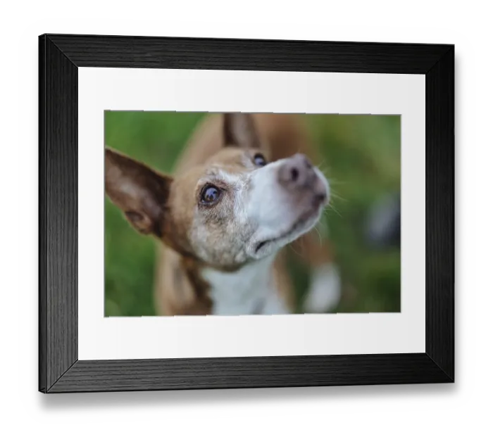 Framed Print : A curious dog, Podenco, with brown fur looks at the camera on a green field