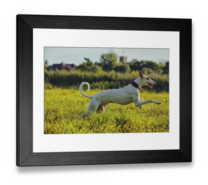 Framed Print : White dog, Podenco, running on a sunny meadow Framed Print : White dog, Podenco, running on a sunny meadow