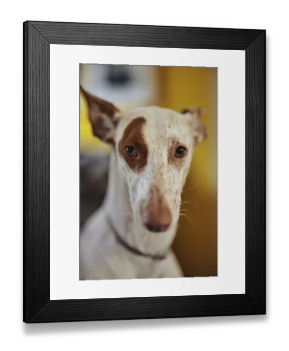 Framed Print : White dog, Podenco, with a brown spot on his face
