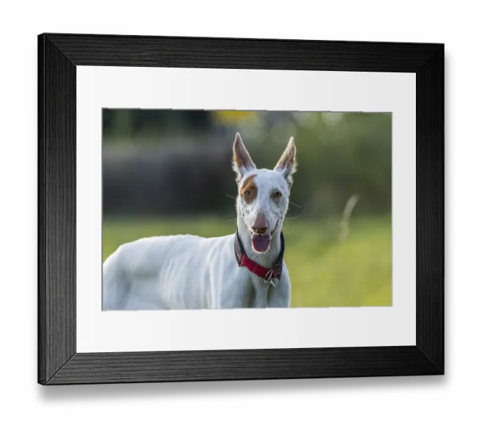 Framed Print : White dog, Podenco, with brown spots