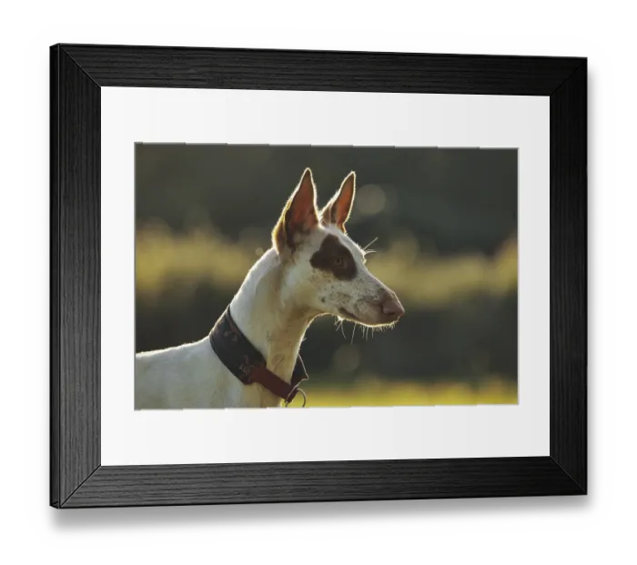 Framed Print : White dog with brown spots, Podenco Framed Print : White dog with brown spots, Podenco