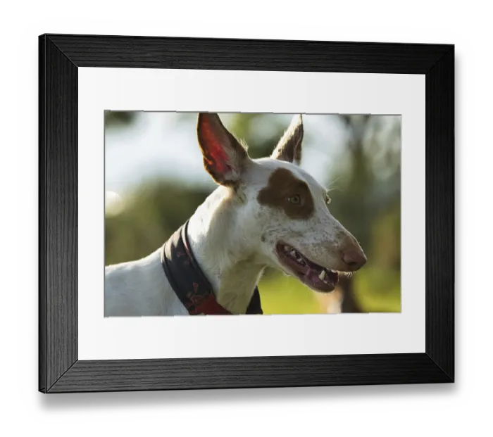 Framed Print : White dog, Podenco, with brown spots on face