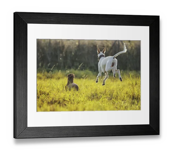 Framed Print : White dog, Podenco, flying over a sunny meadow