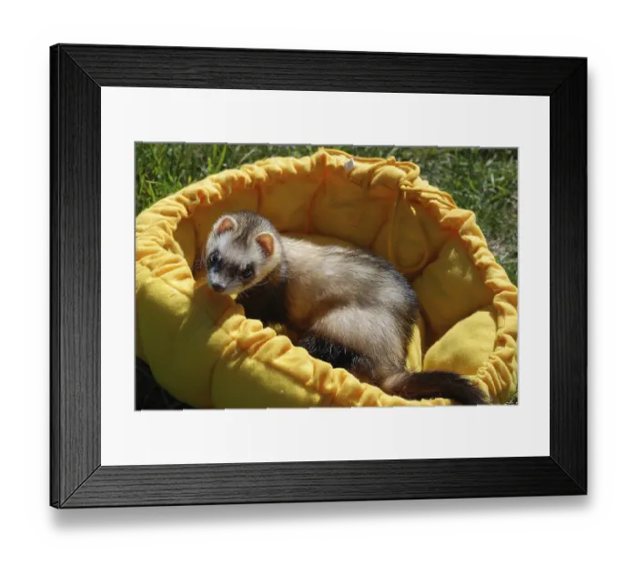 Framed Print : Ferret in France Framed Print : Ferret in France