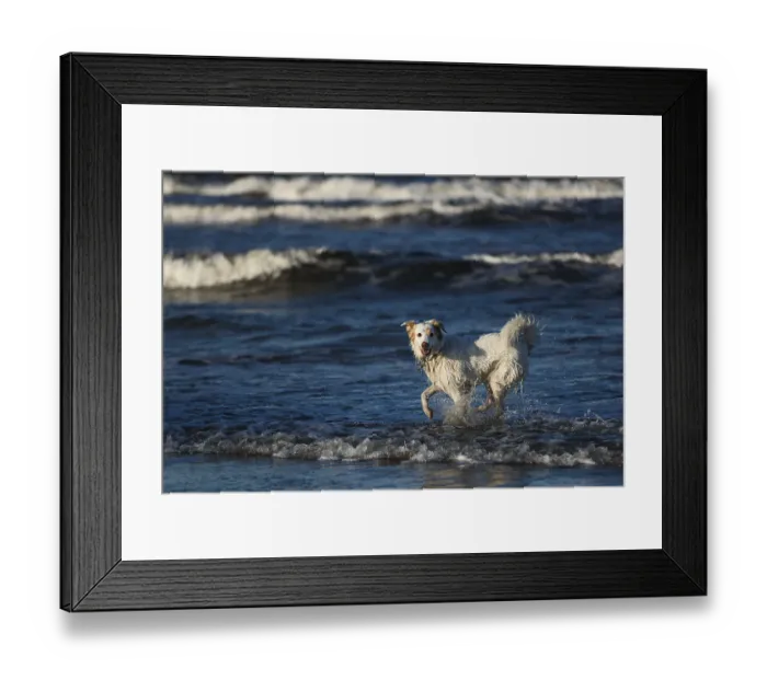 Framed Print : White dog bathes in the sea in Poland