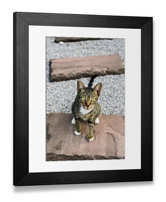 Framed Print : Kitten tiger stripes sat staring with suspicion