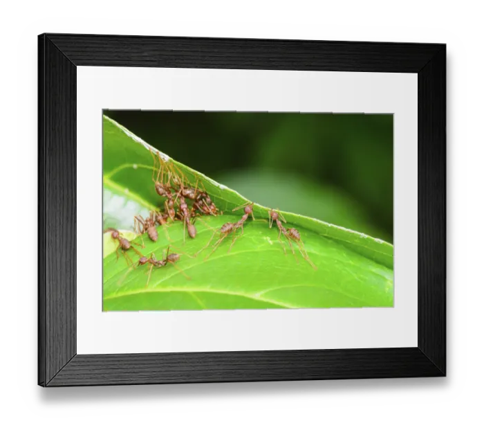 Framed Print : Weaver Ants or Green Ants (Oecophylla smaragdina) are working together to building a nest in Thailand Framed Print : Weaver Ants or Green Ants (Oecophylla smaragdina) are working together to building a nest in Thailand