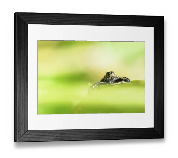 Framed Print : Hasarius adansoni, Gold jumping spider on the leaf Framed Print : Hasarius adansoni, Gold jumping spider on the leaf