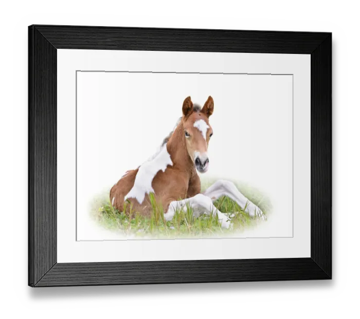 Framed Print : Horse foal are brown resting in grass on white background Framed Print : Horse foal are brown resting in grass on white background