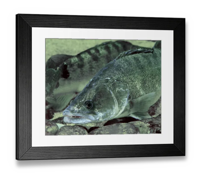 Framed Print : Sander lucioperca