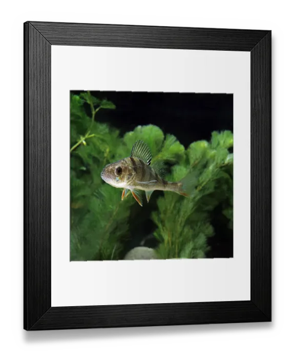 Framed Print : Perca fluviatilis