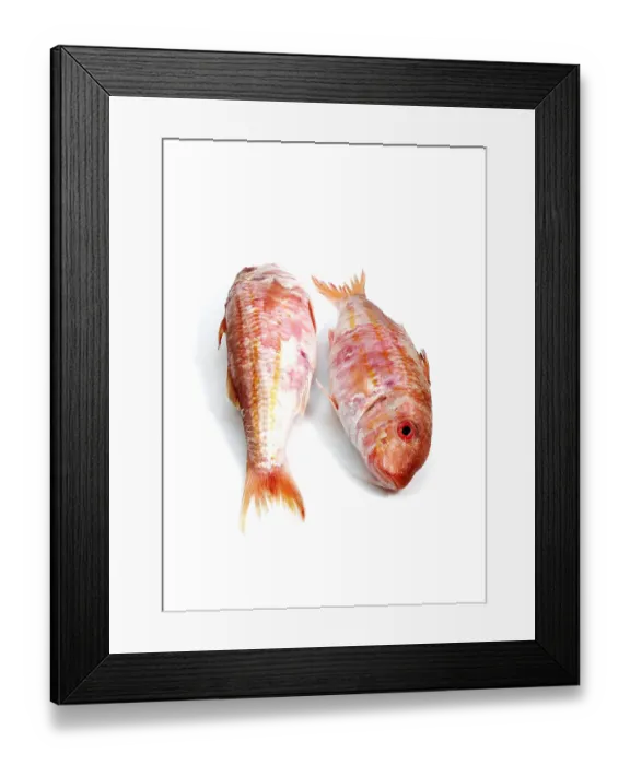 Framed Print : Mullus surmuletus Framed Print : Mullus surmuletus